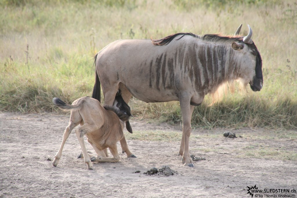 IMG 7966-Kenya, mama and baby wildebeest in Kimana Reserve
